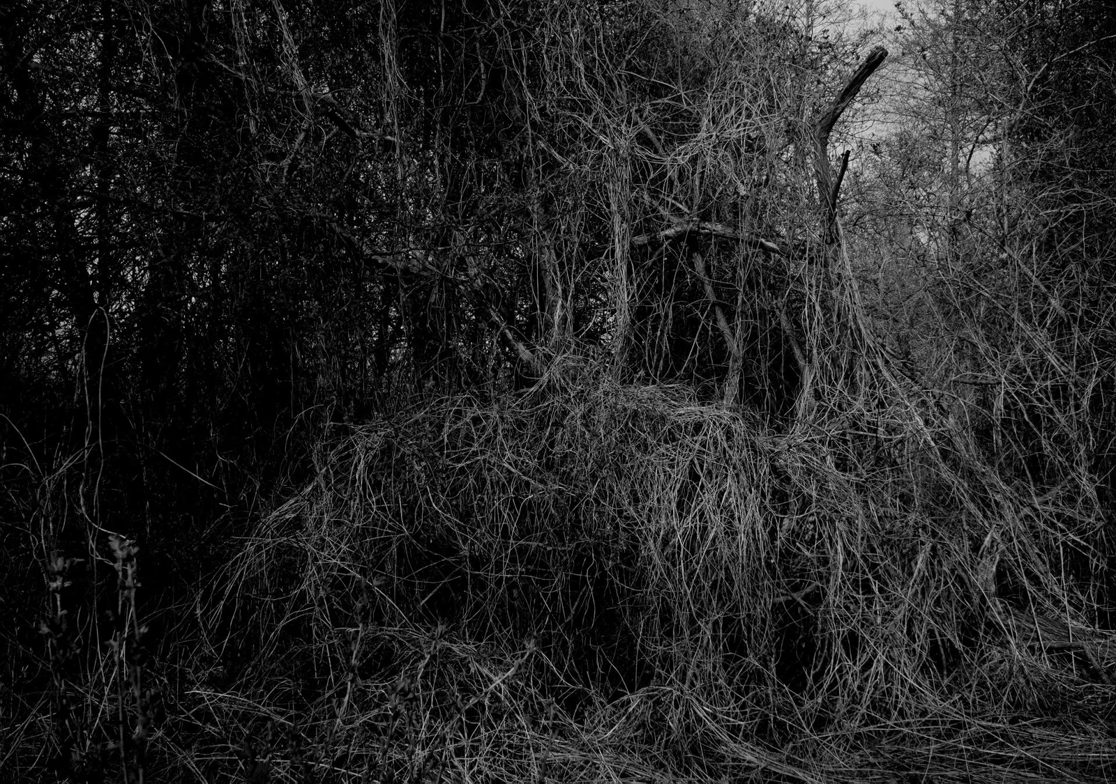 UNDERGROWTH by Burkhard Philipp von Harder | European Photography Awards 2026 Gold
