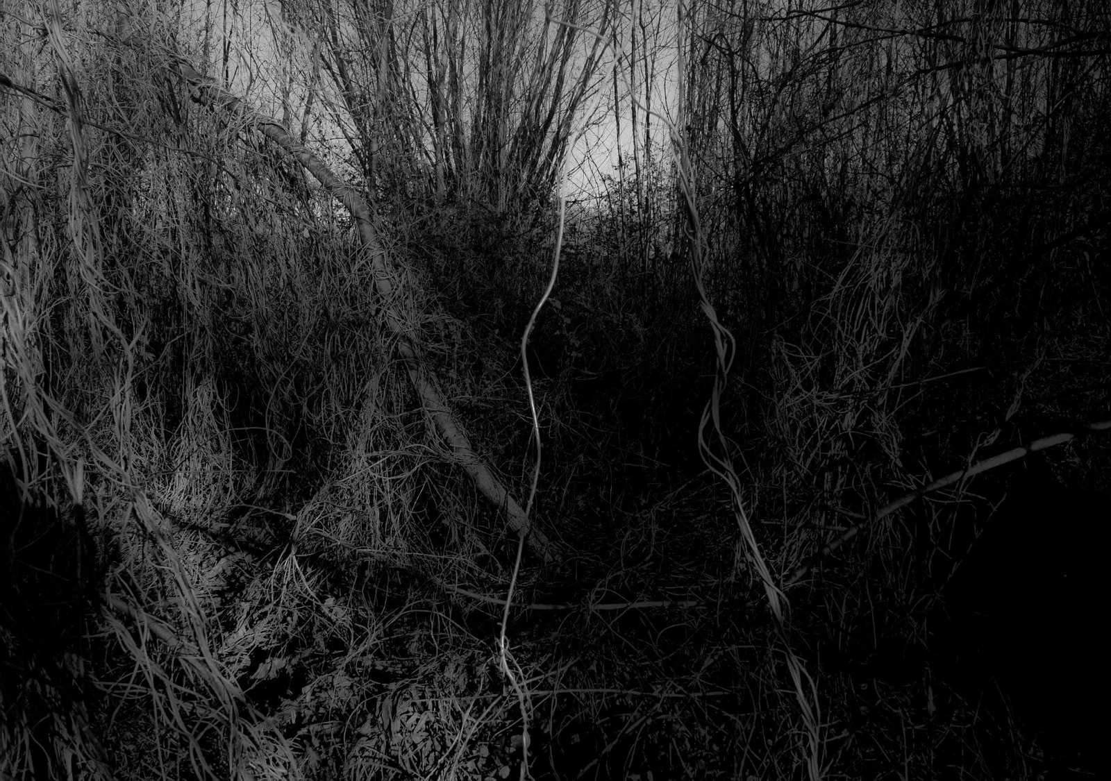 UNDERGROWTH by Burkhard Philipp von Harder | European Photography Awards 2026 Gold