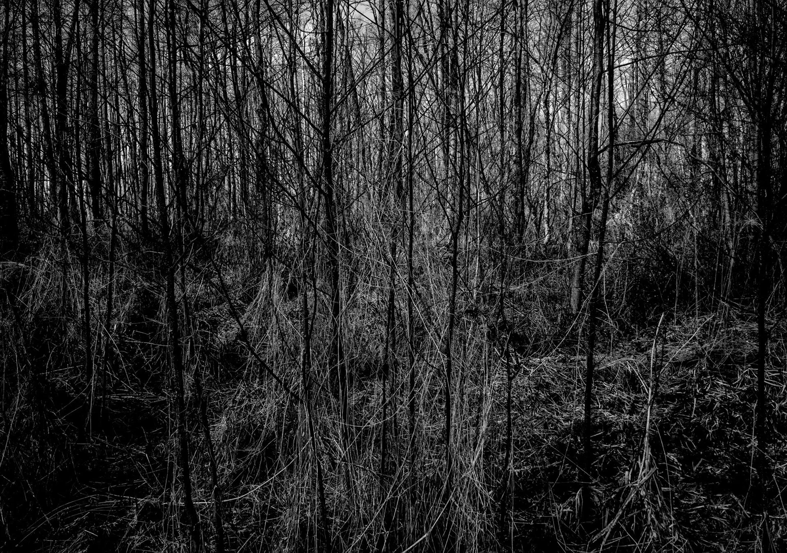UNDERGROWTH by Burkhard Philipp von Harder | European Photography Awards 2026 Gold