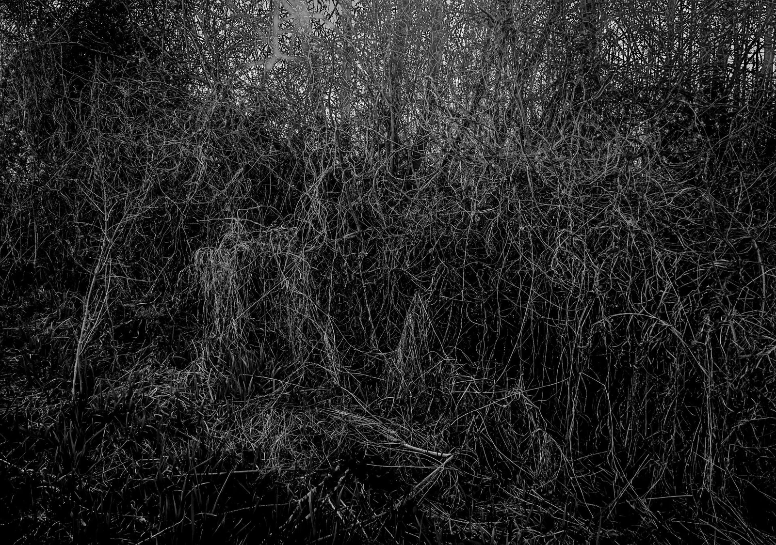 UNDERGROWTH by Burkhard Philipp von Harder | European Photography Awards 2026 Gold