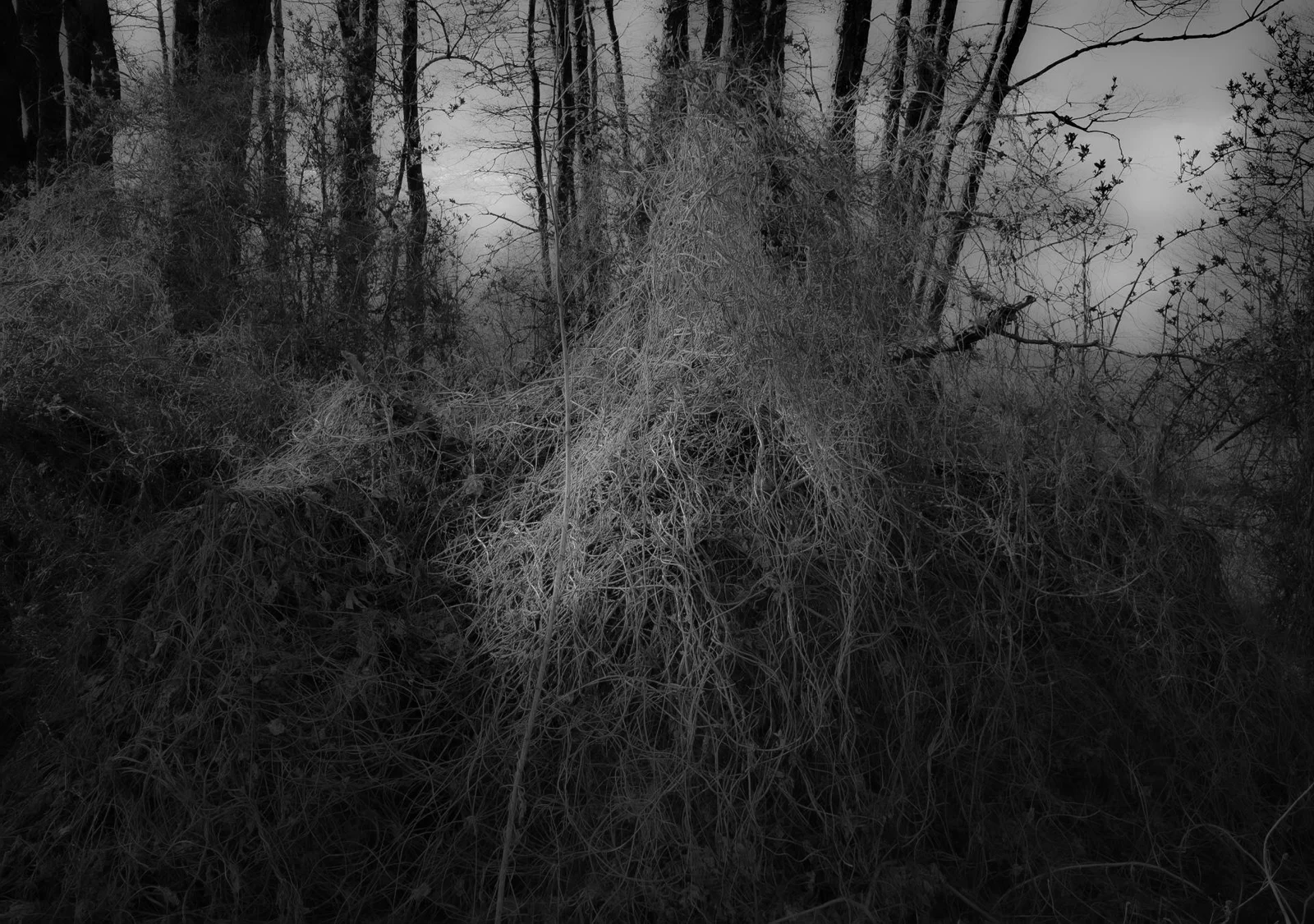 UNDERGROWTH by Burkhard Philipp von Harder | European Photography Awards 2026 Gold